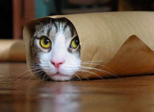 gatto-nella-carta