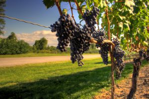 Wine_grapes_nearing_harvest_in_Ontario-also_example_of_trellis_wire