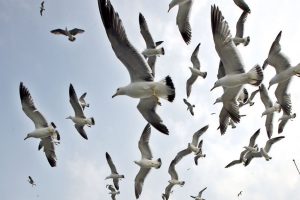 A-flock-of-seagulls-hang-fluttering-over-their-nests-in-a-remote-island-off-Tongyong